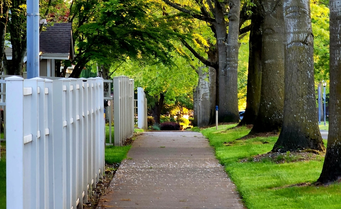 Tree Laws – Property Damage Removal and Neighbor Responsibilities